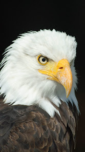 Captura de Pantalla 6 Águila americana android