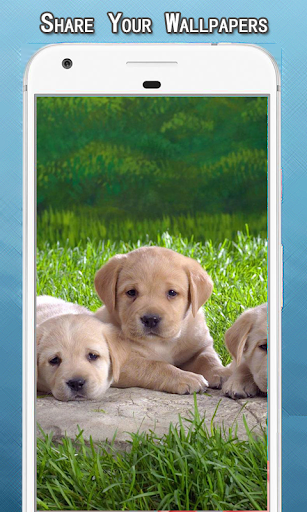 Cute Puppy Dog Wallpapers Hd Screen 2