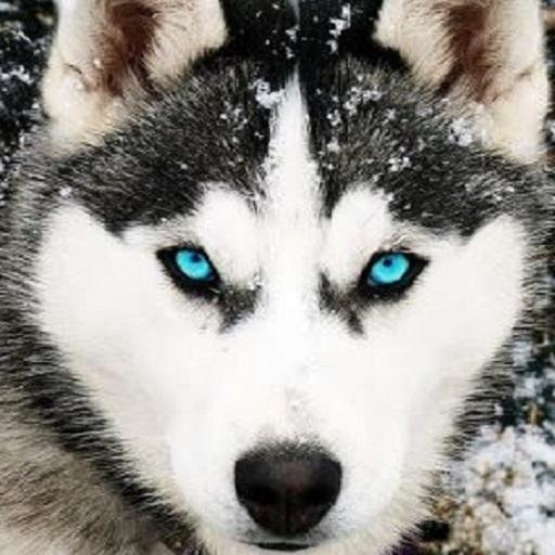 Husky Dog Wallpaper HD  Icon