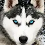 Husky Dog Wallpaper HD