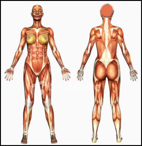 Android application 3D Human Anatomy screenshort
