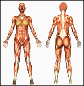 3D-Anatomie des Menschen