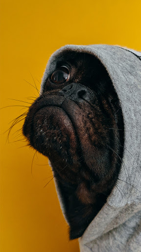 Android application black pug wallpaper screenshort