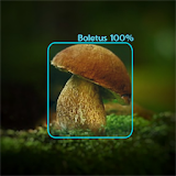 Mushroom Identifier - detection and classification icon