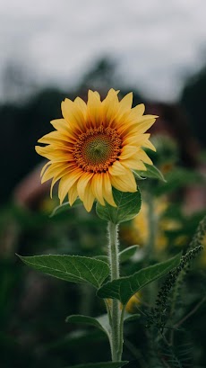Sunflower Wallpapersのおすすめ画像1