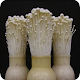 Enoki Mushroom Cultivation Download on Windows