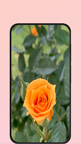 Screenshot 7 rose picture android