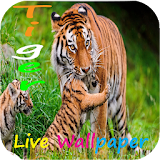 Bengal Tiger Live Wallper icon