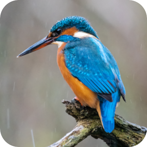 Kingfisher Sounds logo