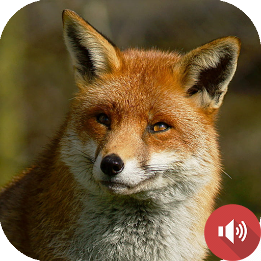 fox Sounds – Apps on Google Play