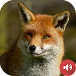 Cover Image of Download Fox Sounds  APK