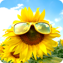 Icon image Sunflower Wallpapers