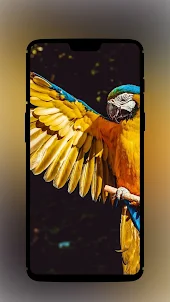 Parrot Wallpaper Background