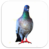 Pigeon sounds icon