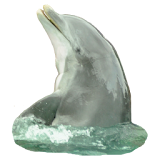 Dolphin Sticker icon
