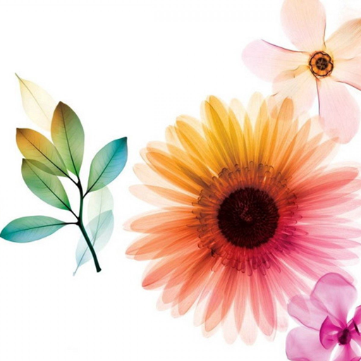 Special August 2020 Collection logo