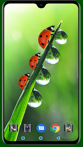Android application Lady Bug Wallpaper screenshort