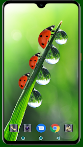 Lady Bug Wallpaper Unknown