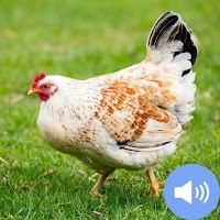 Hen Sound and Wallpapers