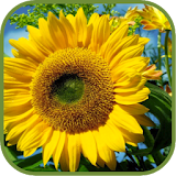 Hot Sunflower Wallpapers icon
