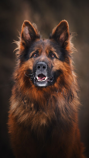German shepherd wallpapers Screen 3