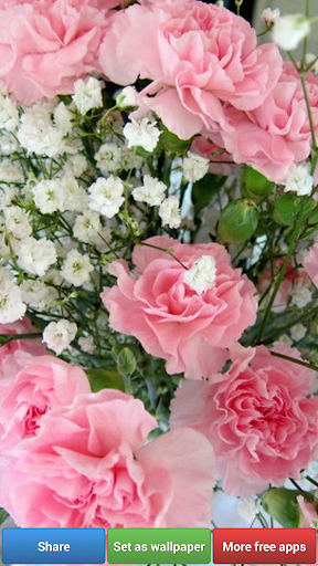 Carnation for Mum - Wallpapers Screen 3