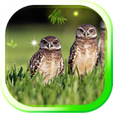 Owl Wild Forest icon