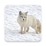 Cover Image of Download Arctic Fox Wallpaper HD 1.0 APK