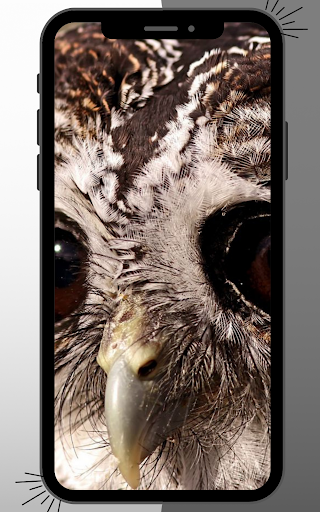 Android application Owl Wallpaper screenshort