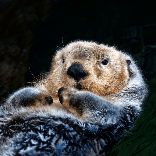 Sea Otter Sounds - AppWisp.com