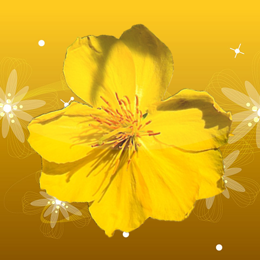 Mai Flower Live Wallpaper logo