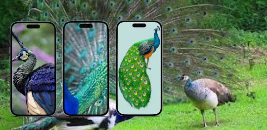 Peacock Wallpaper 4K HD