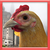 Escape Chicken Simulator icon