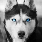 Cover Image of Download Husky dog Wallpapers  APK