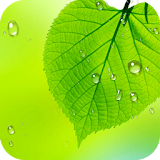 Green Leaf Live Wallpaper HD icon