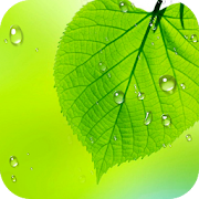 Green Leaf Live Wallpaper HD: Water Leaf Wallpaper