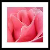 touching pink rose wallpaper icon