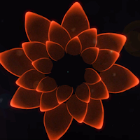 papier peint fleur de lotus