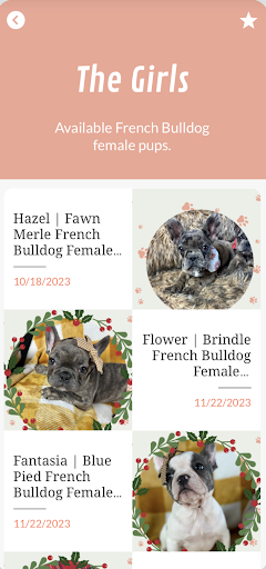 Frenchie Puppies Screen 2