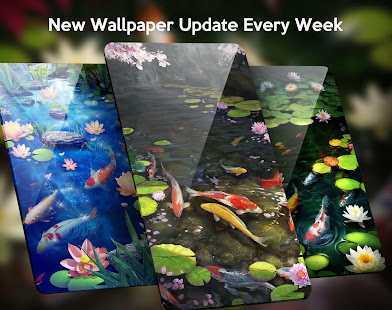 Koi Pond Live Wallpaper Themes for PC / Mac / Windows  - Free  Download 