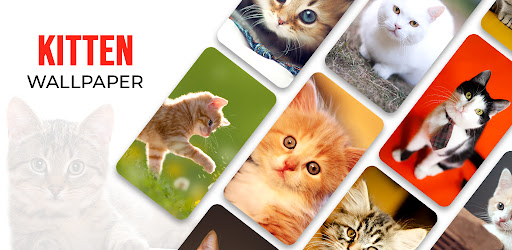 Kitten Wallpaper 2025