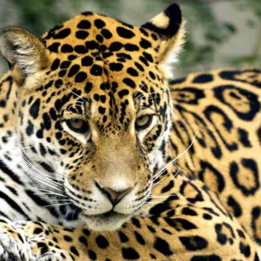 Jaguar tiger sounds logo