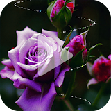 Purple Rose Animated Wallpaper icon