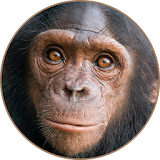 Chimpanzee Sounds icon