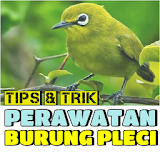 Tips & Trik Perawatan Burung Pleci icon