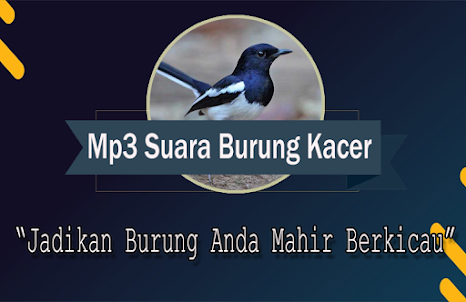 Suara Burung Kacer Betina MP3