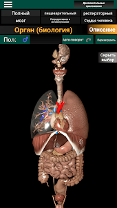 Внутренние органы в 3D