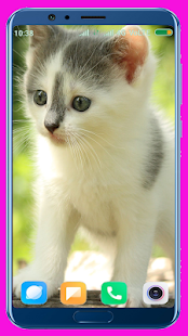 Cute Kitten HD Wallpaper