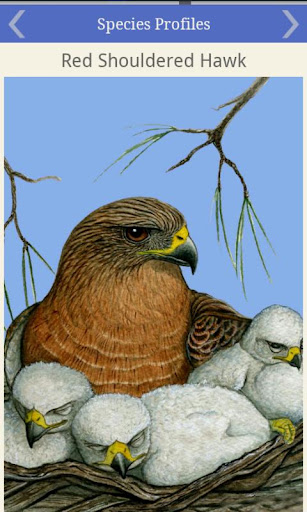 Nicole Perrettas Bird Calling Screen 3