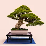 Cover Image of Télécharger Bonsai Tree Grow & Care Tips  APK